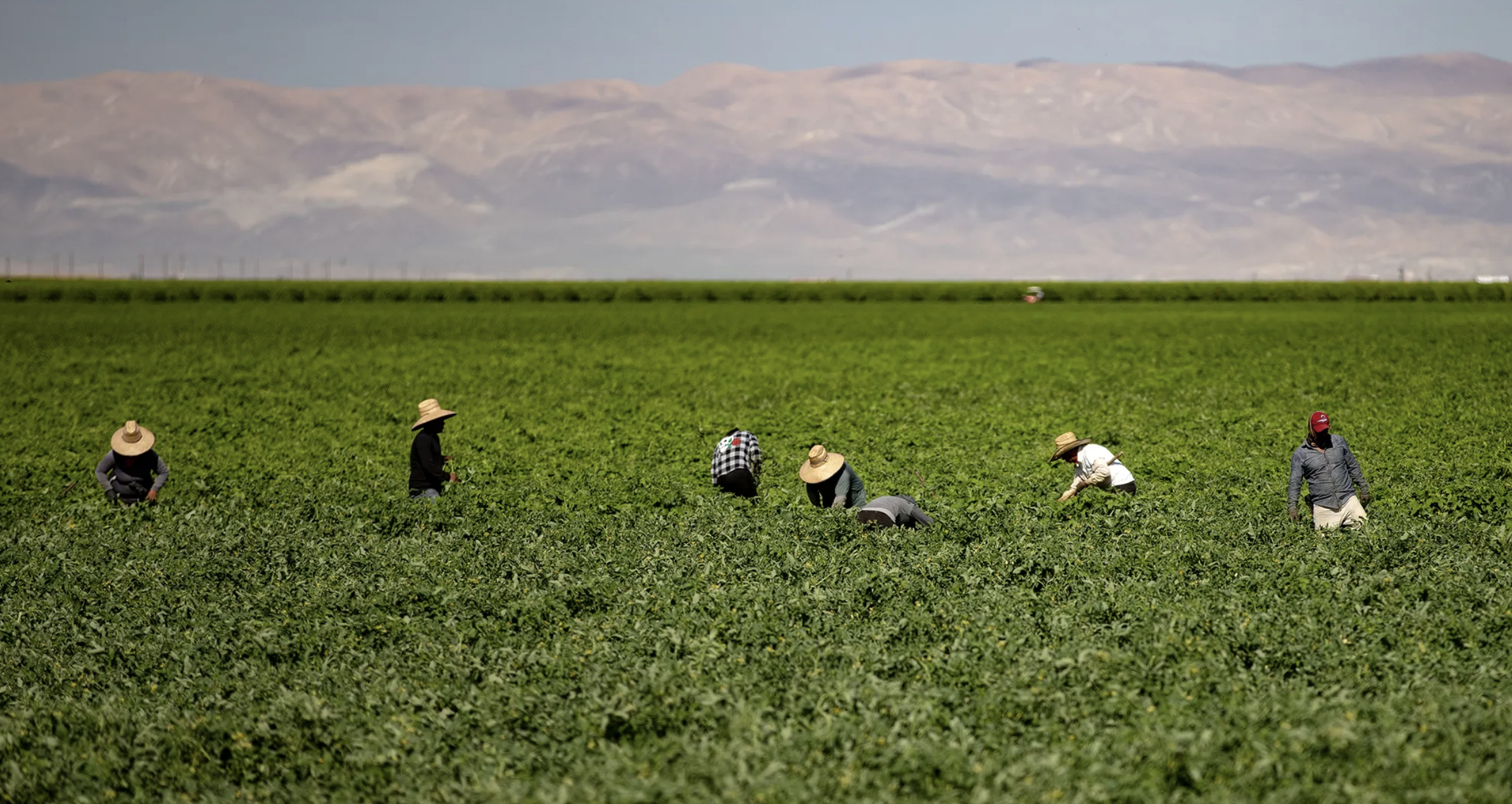 Numerous rural cities in California are being impacted by immigration enforcement, particularly the farming communities.